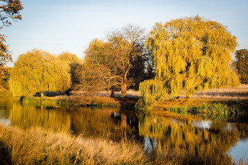 Weeping willow tree in autumn at Hampton Wick pond in Home Park, Surrey, England, UK