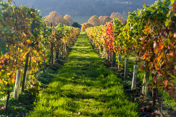 Fototapeta na wymiar Denbies vineyard, Dorking, Surrey, England, UK