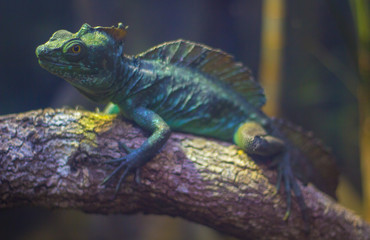 iguana on a branch