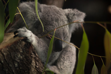 koala in tree