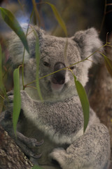 koala in a tree