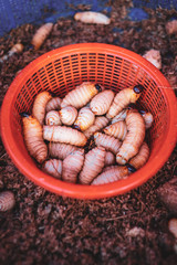 KUCHING / SARAWAK  / MALAYSIA / JUNE 2014: Selling white big worms at the local street food market