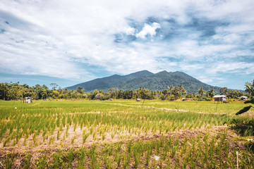 Fototapeta na wymiar BORNEO / SARAWAK / MALAYSIA / JUNE 2014: Rice fields in the area of Kuching