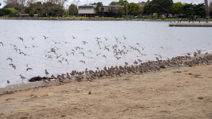 Birds at High Tide