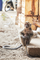 KUCHING / SARAWAK  / MALAYSIA / JUNE 2014: Small monkey chained in a farm