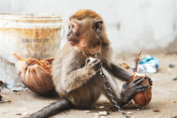 KUCHING / SARAWAK  / MALAYSIA / JUNE 2014: Small monkey chained in a farm