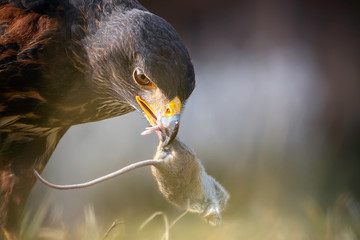 Harris's hawk  Wüstenbussard frisst Maus 