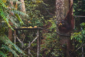 BORNEO / SARAWAK / MALAYSIA / JUNE 2014: Orangutans in the Semenggoh Nature Reserve
