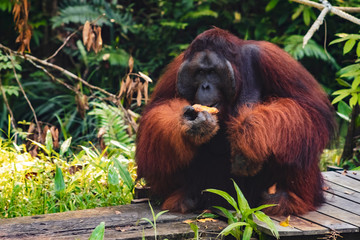 BORNEO / SARAWAK / MALAYSIA / JUNE 2014: Orangutans in the Semenggoh Nature Reserve