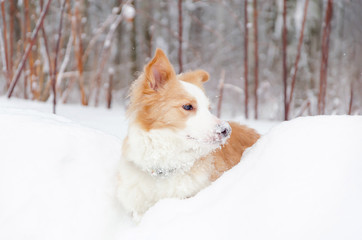 The border collie. Young energetic dog walks. Walking outdoors in the winter.  How to protect your pet from hypothermia. 