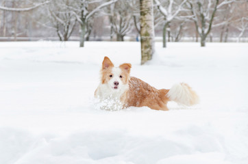 The border collie. Young energetic dog walks. Walking outdoors in the winter.  How to protect your pet from hypothermia. 