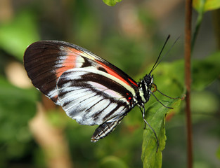Obraz premium Butterfly on a leaf with pollen on his feeding tube