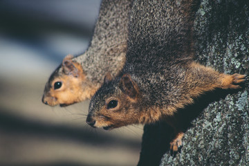 two squirrels on a tree