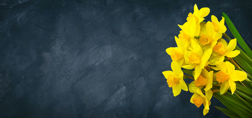 Panoramic Grunge background with Yellow daffodils flowers © lumikk555