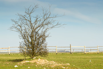 A lonely bush on a fenced paddock for horses.
