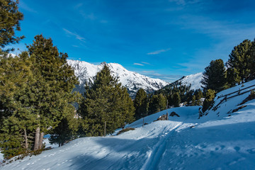 Fototapeta na wymiar Bergwald im Winter, Skitour