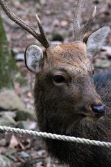 deer with antlers in the forest