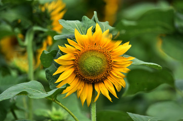 Yellow sunflowers bloom