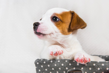 Funny Jack Russell Terrier puppy dog in the basket