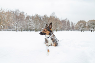 Fototapeta na wymiar Young energetic half-breed dog walks. Walking outdoors in the winter. How to protect your pet from hypothermia. 