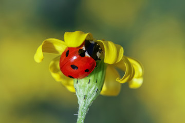 ladybug 8