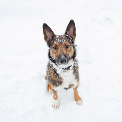 Young energetic half-breed dog walks. Walking outdoors in the winter.  How to protect your pet from hypothermia. 