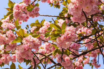Double cherry blossoms in Japan 