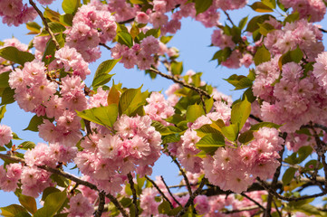 Double cherry blossoms in Japan 