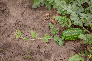 Young shoots of watermelons On the open field on the farm field.