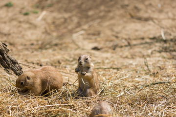 The Prairie Dog (latin name Cynomys ludovicianus) on the ground. Rodent animal coming from Africa