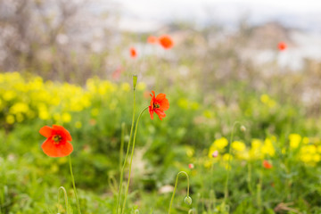 Red poppy Papaver rhoeas on a green field with selective focus and beautiful bokeh.