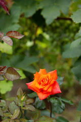 Beautiful roses in the garden, growing different varieties of flowers.