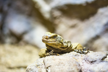 The lizard (latin name Sauromalus obesus) on the rock. Detail of reptile animal