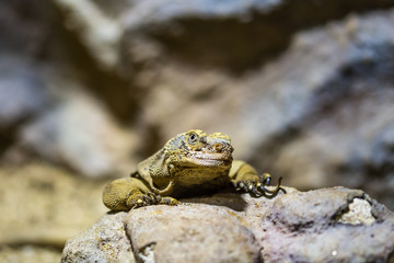 The lizard (latin name Sauromalus obesus) on the rock. Detail of reptile animal