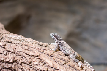 The lizard (latin name Sauromalus obesus) on the rock. Detail of reptile animal