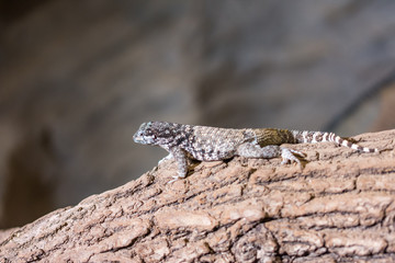 The lizard (latin name Sauromalus obesus) on the rock. Detail of reptile animal