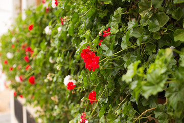 Multi-colored geranium as a background with selective focus and beautiful bokeh
