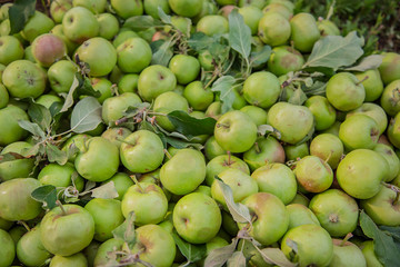 Spoiled green apples lie on the ground among the leaves in the garden.