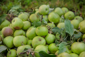 Spoiled green apples lie on the ground among the leaves in the garden.
