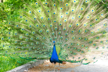 The peacock (latin name Pavo cristatus) bird on the park street. Colorful bird with beautiful feathers is walking on grass. Portrait of peacock bird