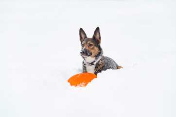 Young energetic half-breed dog walks. Walking outdoors in the winter.  How to protect your pet from hypothermia. 