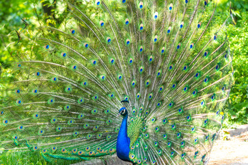 The peacock (latin name Pavo cristatus) bird on the park street. Colorful bird with beautiful feathers is walking on grass. Portrait of peacock bird