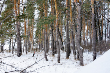 Winter landscape. Snowy trees, frost, big snowdrifts and snowfall.