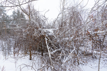 Winter landscape. Snowy trees, frost, big snowdrifts and snowfall.