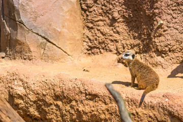 Meerkat animal (latin name Suricata Suricatta) in the wild. Detail of african animal walking on the ground. Watchful guarding animal is guarding on nearby area