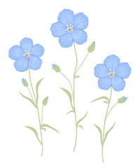 Flax flowers isolated on a white background. Three blue flowers with green leaves. Summer plants. Vector illustration