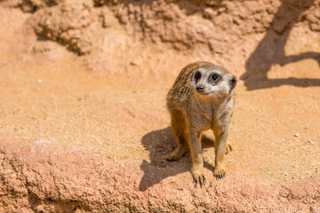 Meerkat animal (latin name Suricata Suricatta) in the wild. Detail of african animal walking on the...