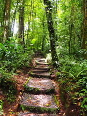 Camino Reserva Natural Santa Elena, COSTA RICA