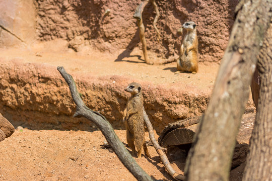 Meerkat animal (latin name Suricata Suricatta) in the wild. Detail of african animal walking on the ground. Watchful guarding animal is guarding on nearby area