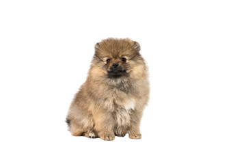 Fototapeta na wymiar Small Pomeranian puppy sitting isolated on a white background